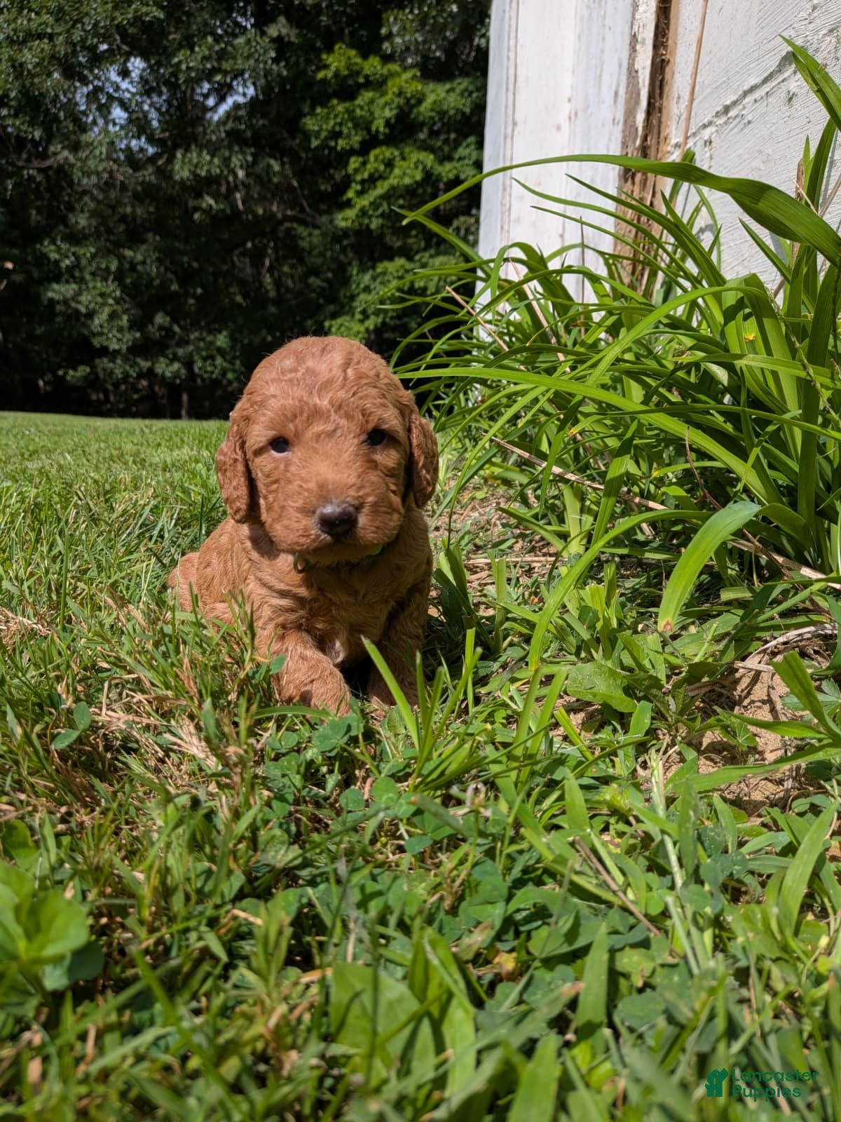 Miniature Labradoodle dogs Frank - Ad 1