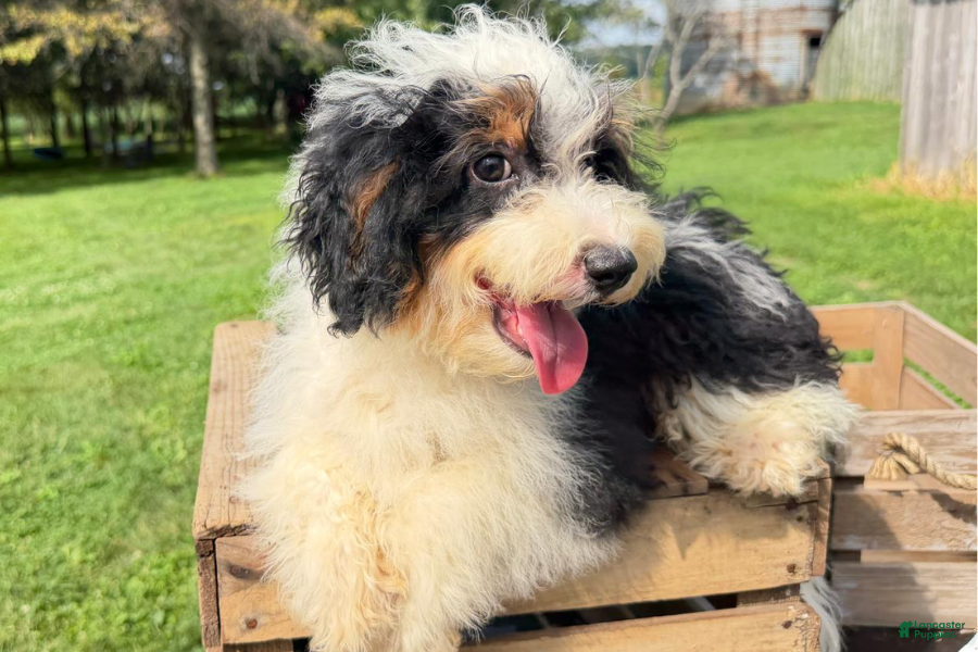Nacho, Doodle / designer cross