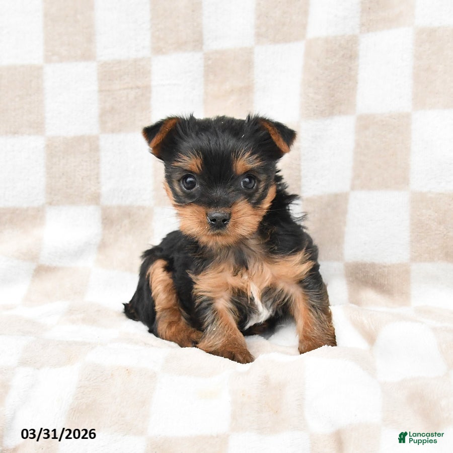 Yorkshire Terrier dogs Ruby - Ad 2