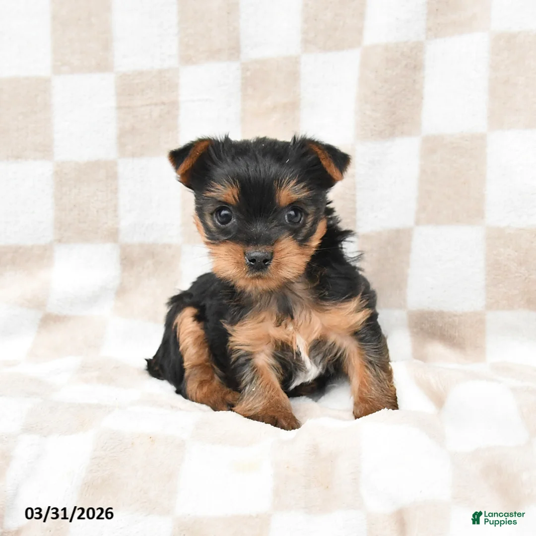 Yorkshire Terrier dogs for sale: Ruby - Ad 2