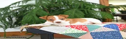 Jack Russell Terrier dogs for sale: Benji - Ad 2