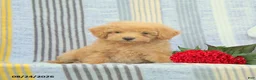 Miniature Poodle dogs for sale: Scamper - Ad 2