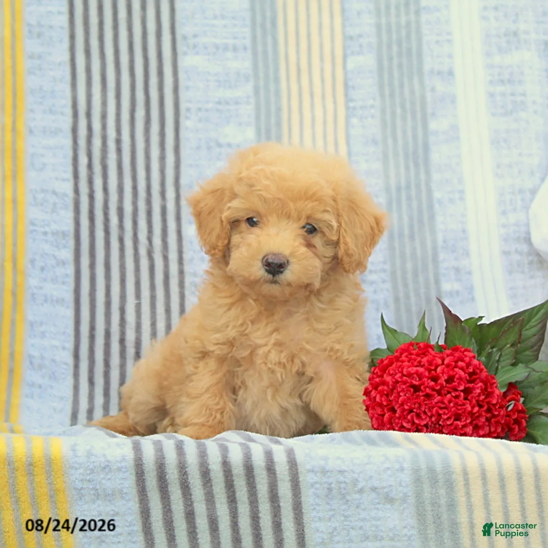 Miniature Poodle dogs for sale: Scamper - Ad 2