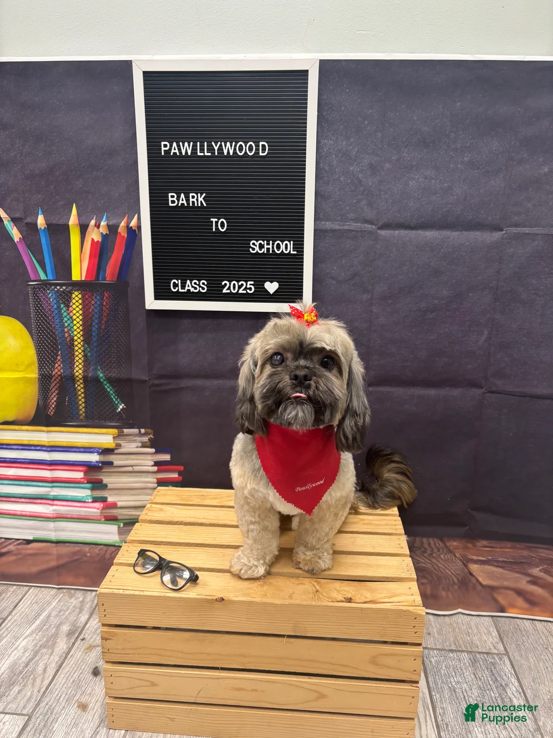 Mixed Breed dogs for sale: Noir  - Ad 5