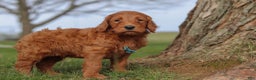 Goldendoodle dogs for sale: Goose - Ad 3