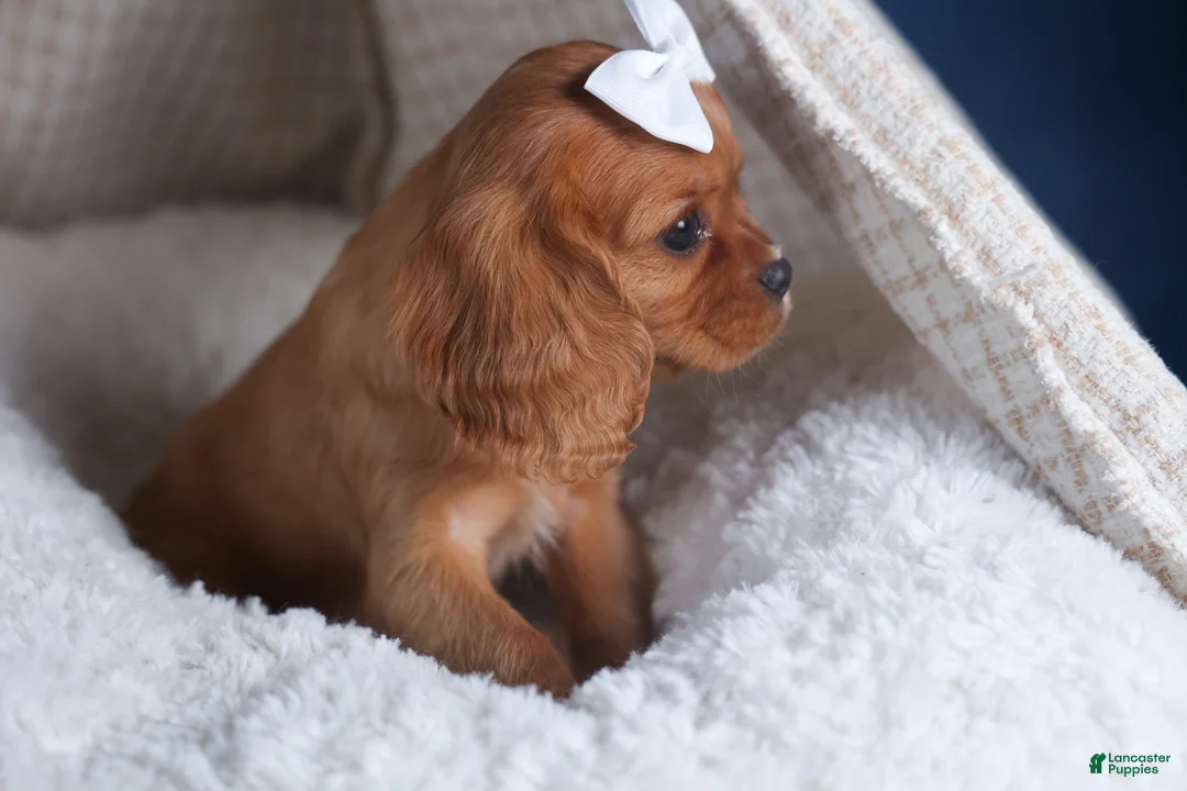 Cavalier King Charles Spaniel dogs for sale: Paisley - Ad 12