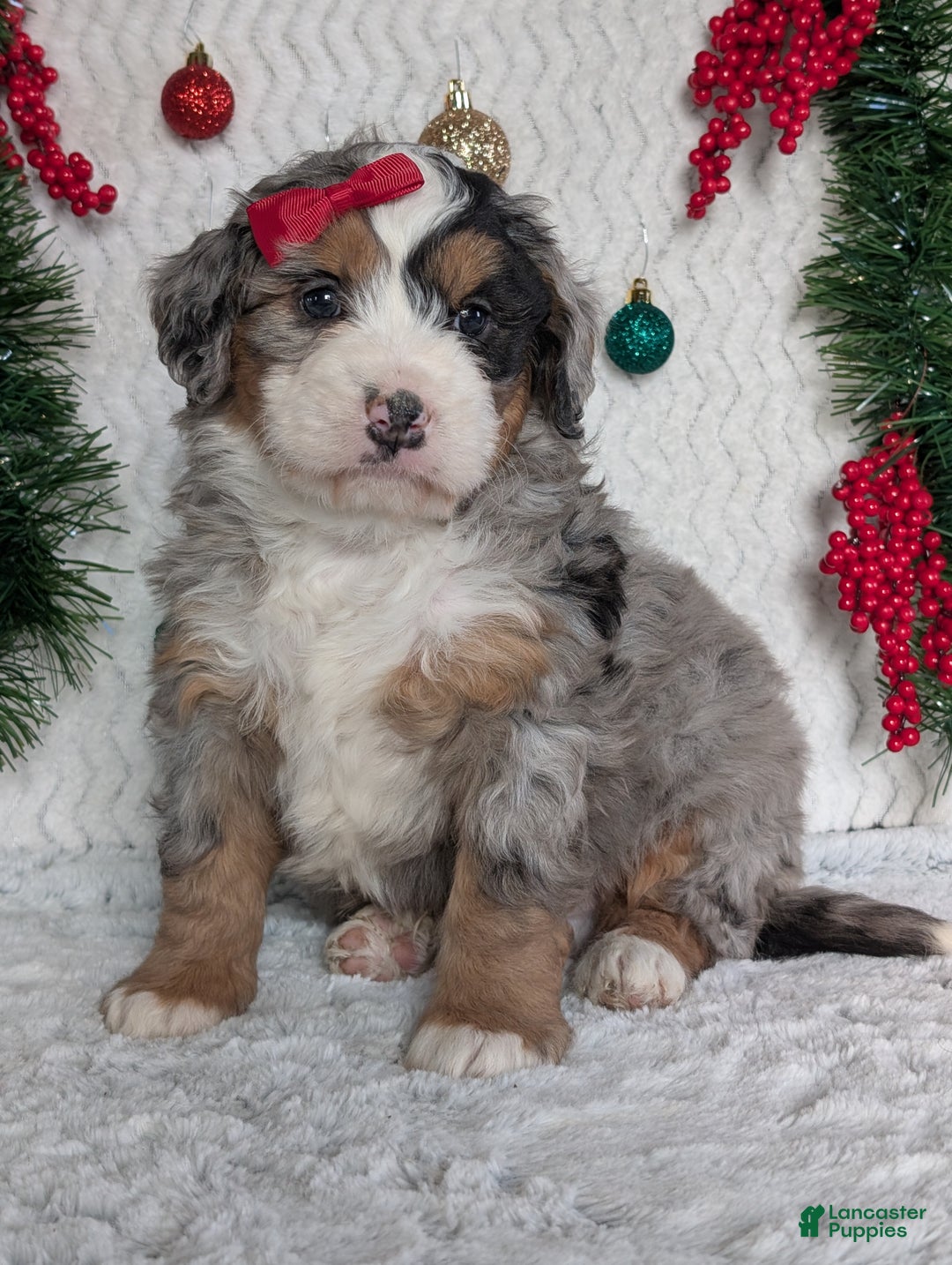 Mini Bernedoodle dogs for sale: Mini River - Ad 22