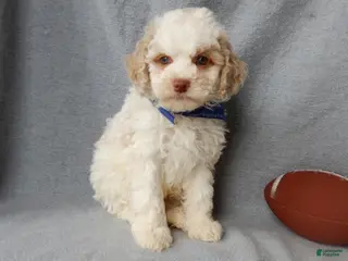 Cockapoo dogs Mickey - Ad 6