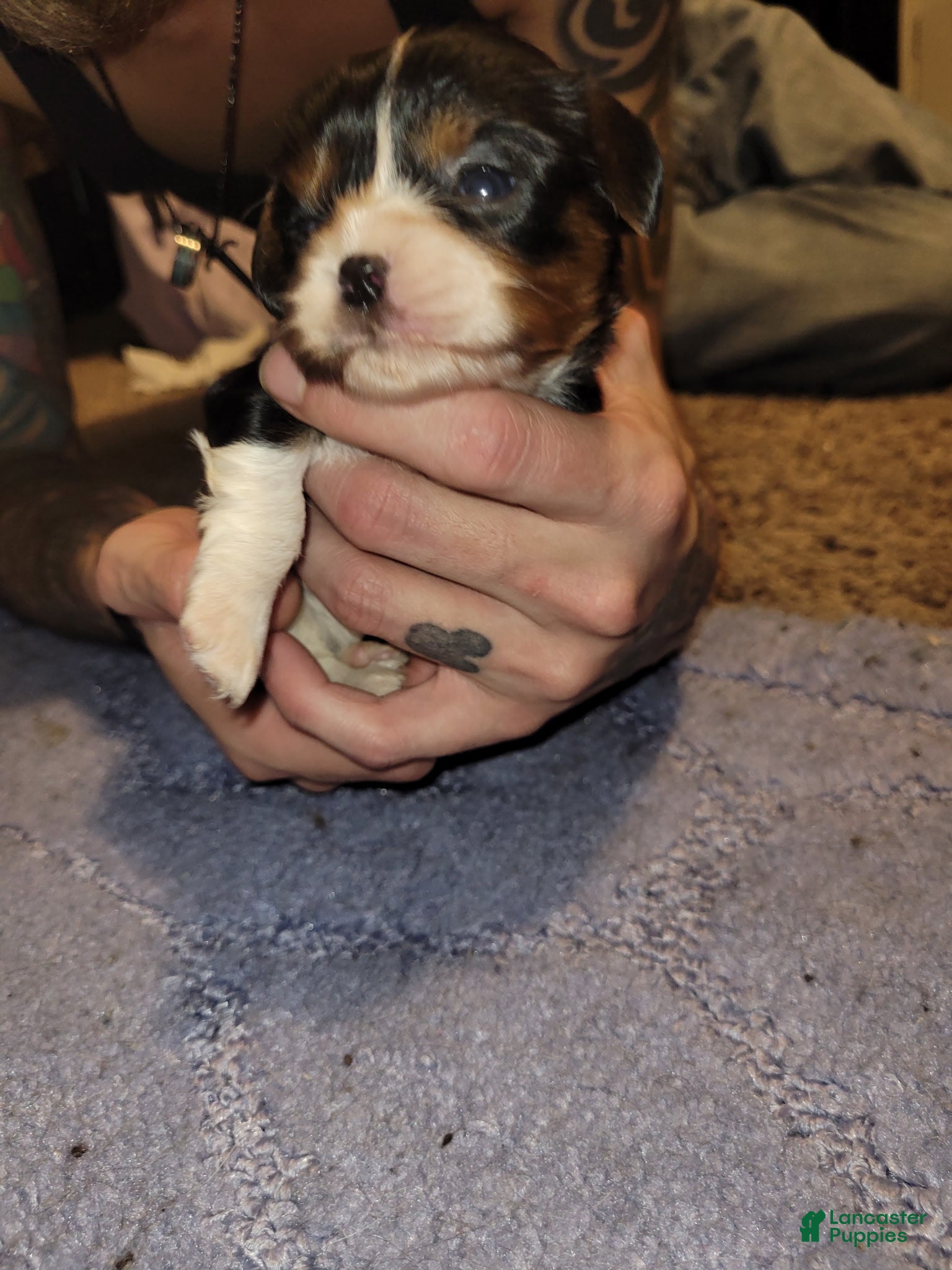 Cavalier King Charles Spaniel dogs Mary Stuart  - Ad 5