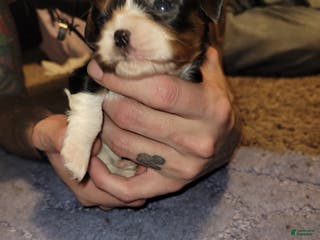 Cavalier King Charles Spaniel dogs Mary Stuart - Ad 9