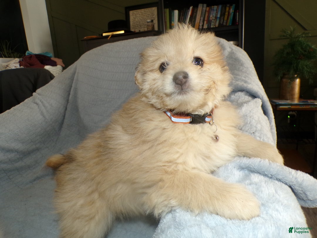 Pomapoo dogs for sale: Pomapoo Puppy 4 Brody - Ad 3