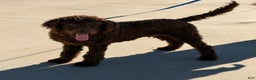 Labradoodle dogs for sale: Hershey - Ad 1