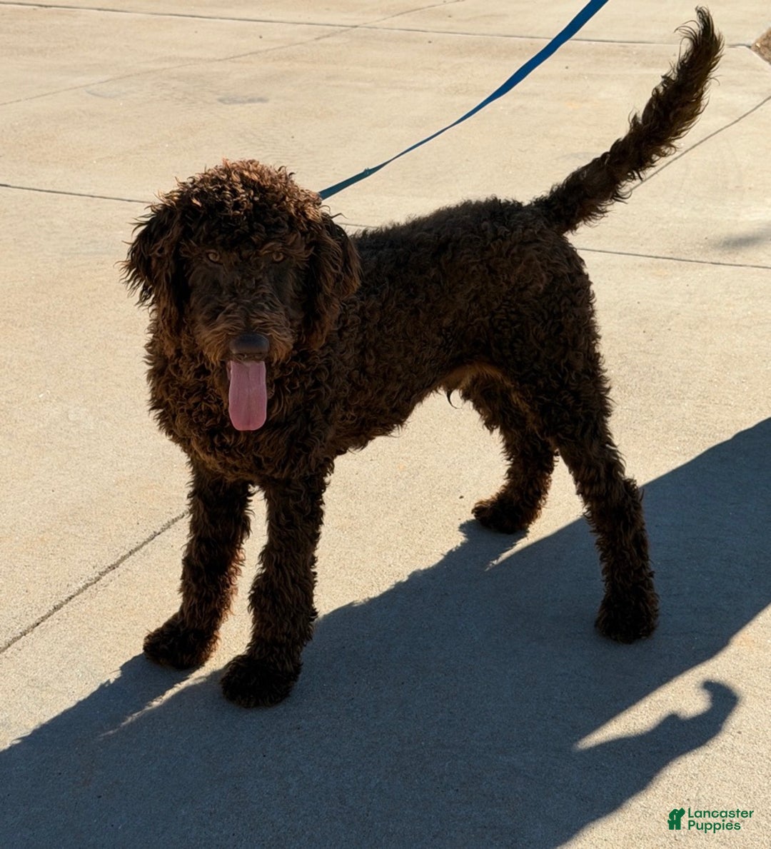 Labradoodle dogs for sale: Hershey - Ad 1