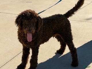 Labradoodle dogs Hershey - Ad 22