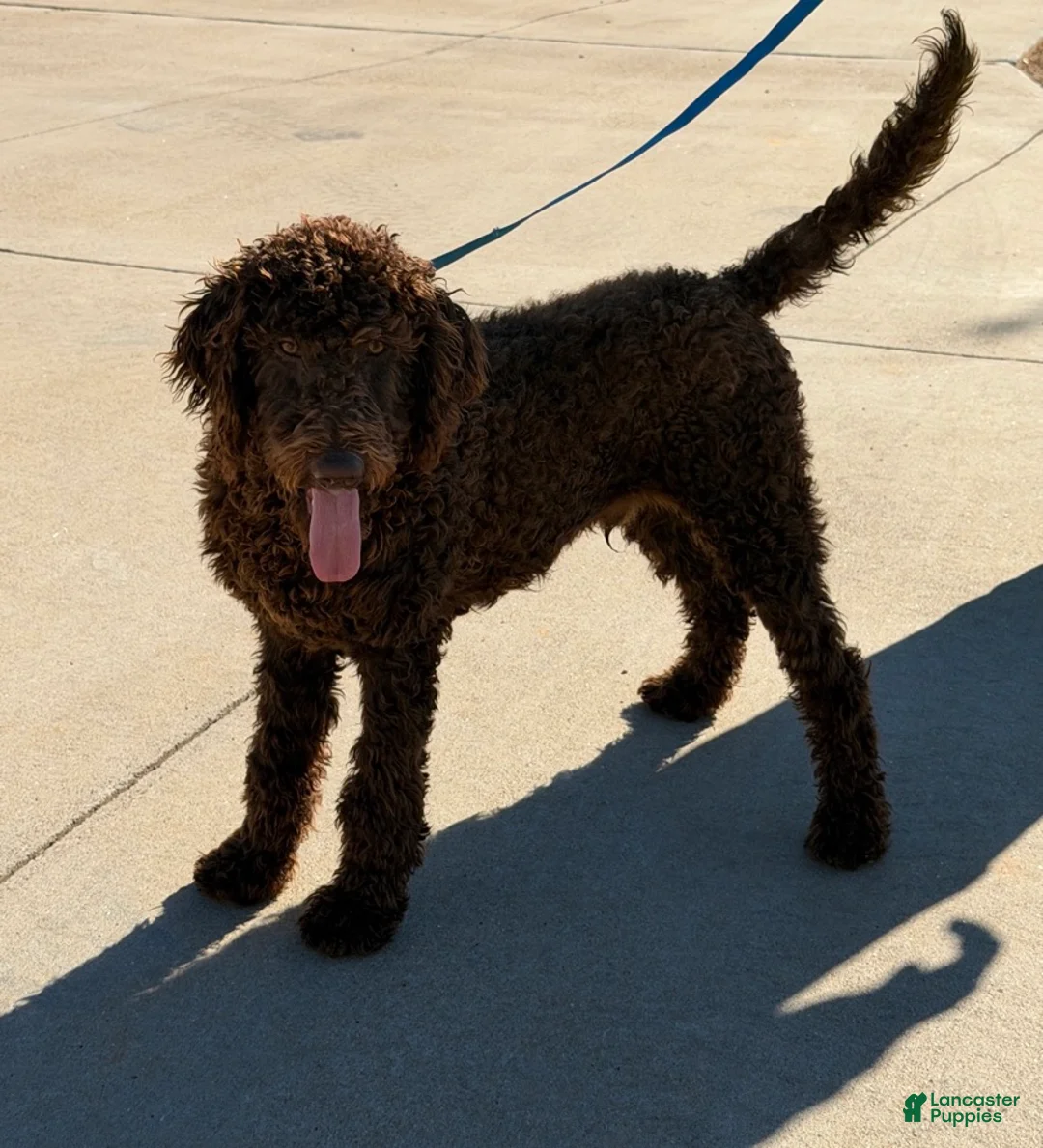 Labradoodle dogs for sale: Hershey - Ad 1