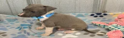 Italian Greyhound dogs for sale: Dovie - Ad 6