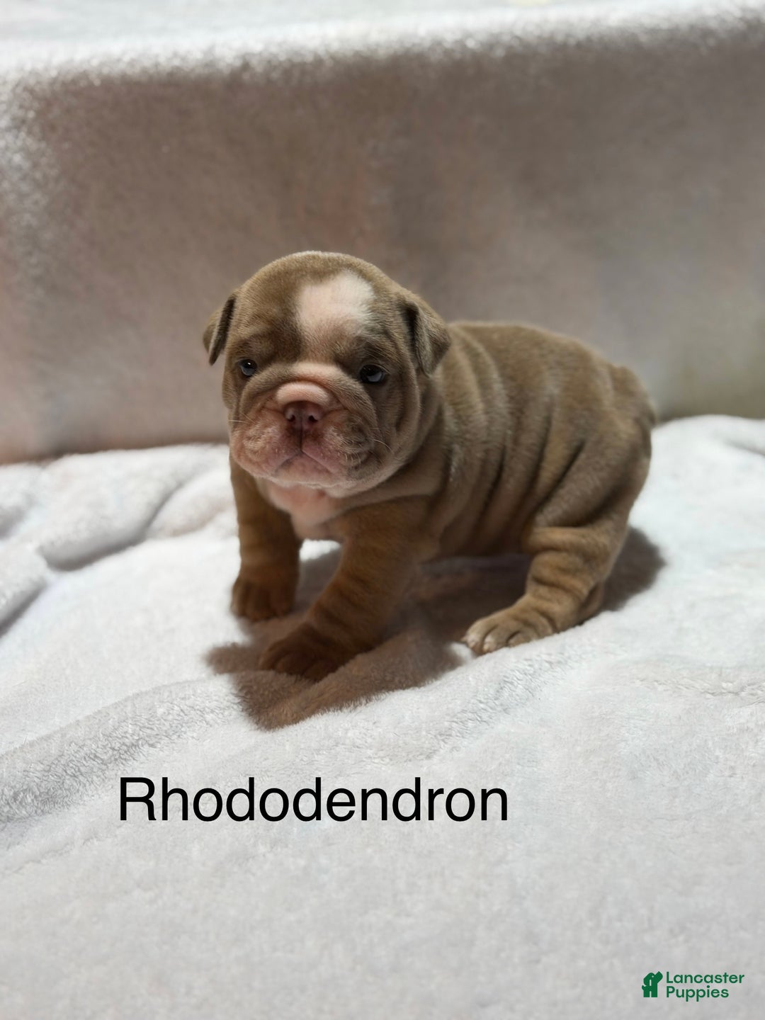 English Bulldog dogs for sale: English Bulldog Puppy 7 - Ad 2