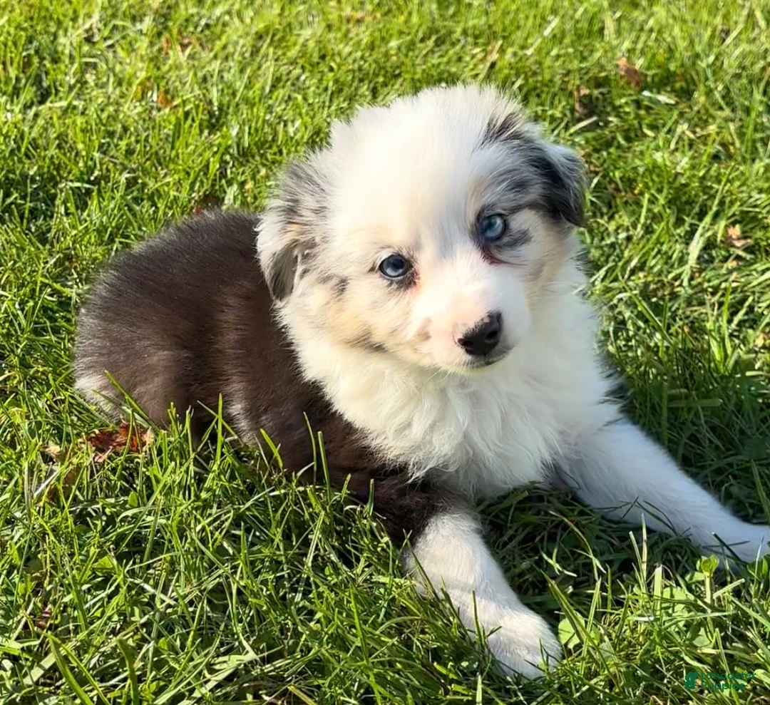 Miniature Australian Shepherd dogs for sale: Buckeye - Ad 2