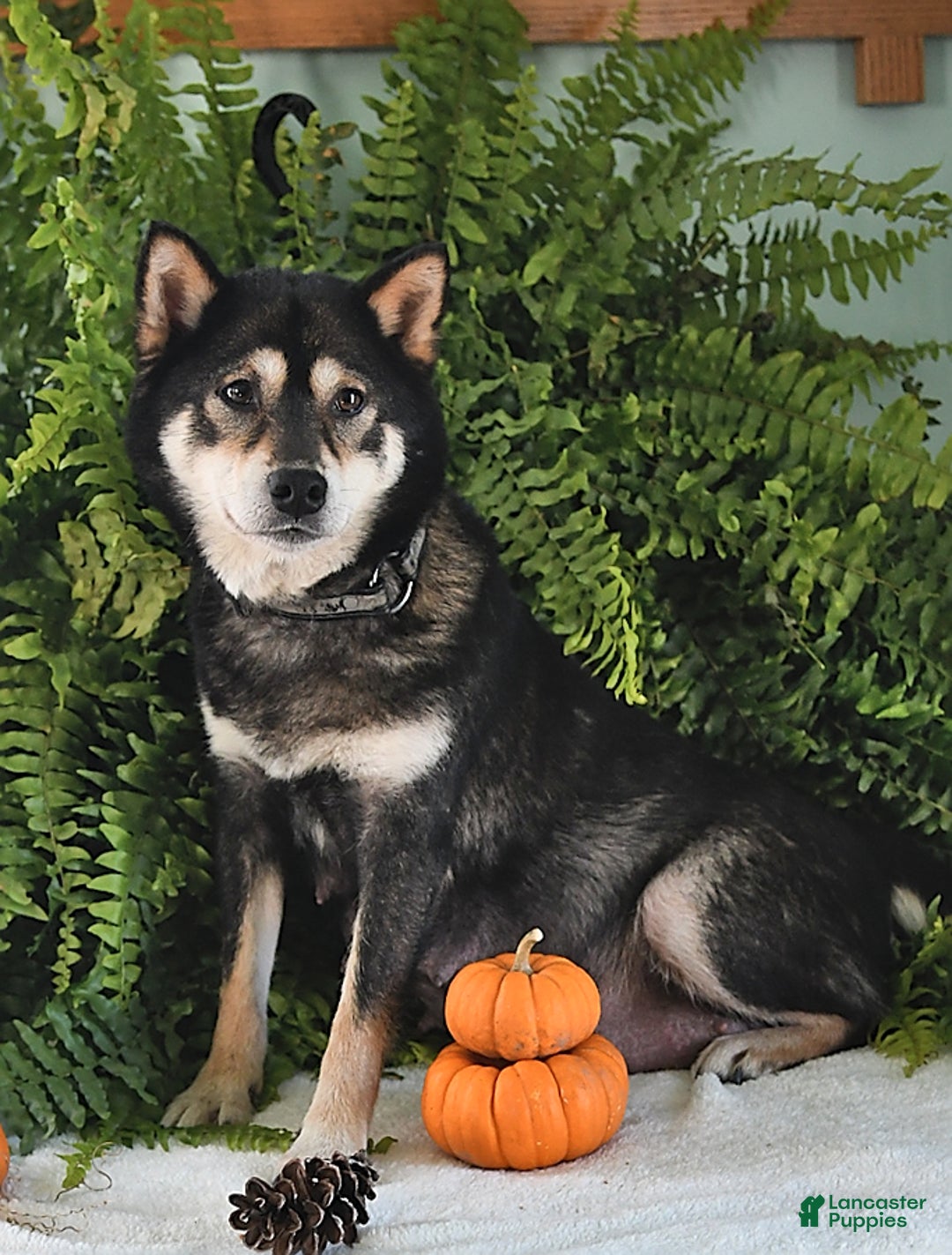 Shiba Inu dogs for sale: Sheila - Ad 5