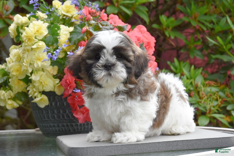 Shih Tzu dogs Mooch    - Ad 1