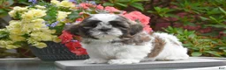 Shih Tzu dogs for sale: Mooch    - Ad 1