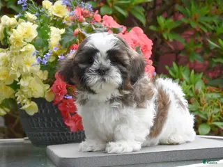 Shih Tzu dogs for sale: Mooch - Ad 3