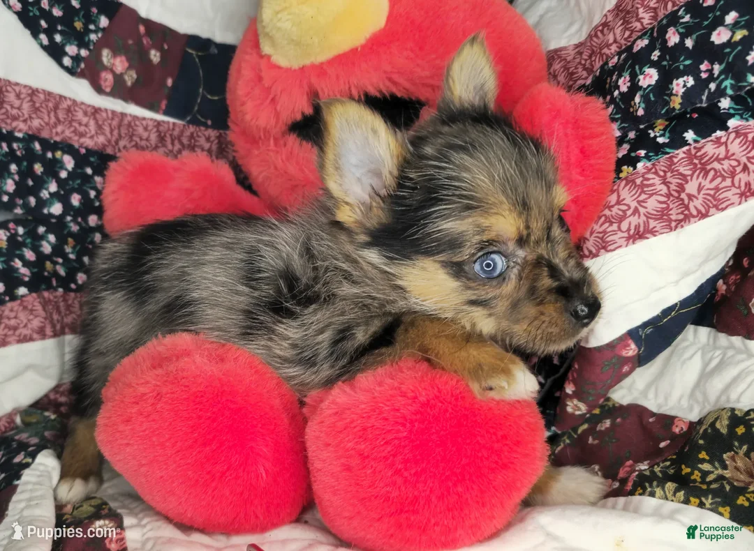 Mixed Breed dogs for sale: Indya F (Yorky-Pom) - Ad 2