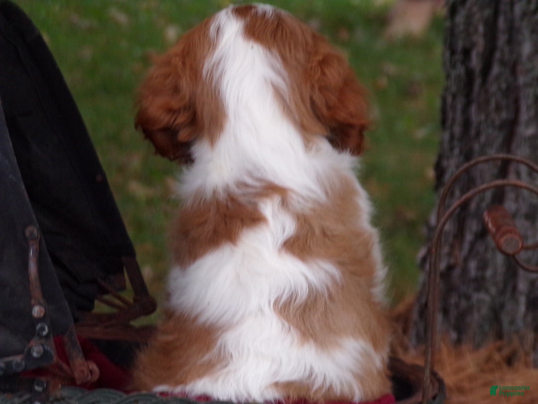 Cavalier King Charles Spaniel dogs for sale: Hudson - Ad 7