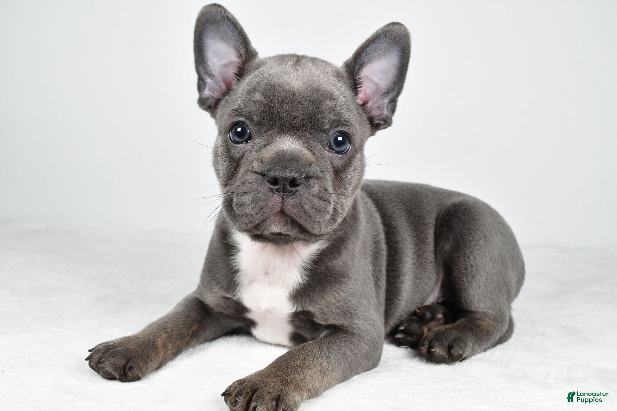 Frenchton dogs Finley - Ad 1