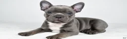 Frenchton dogs for sale: Finley - Ad 1