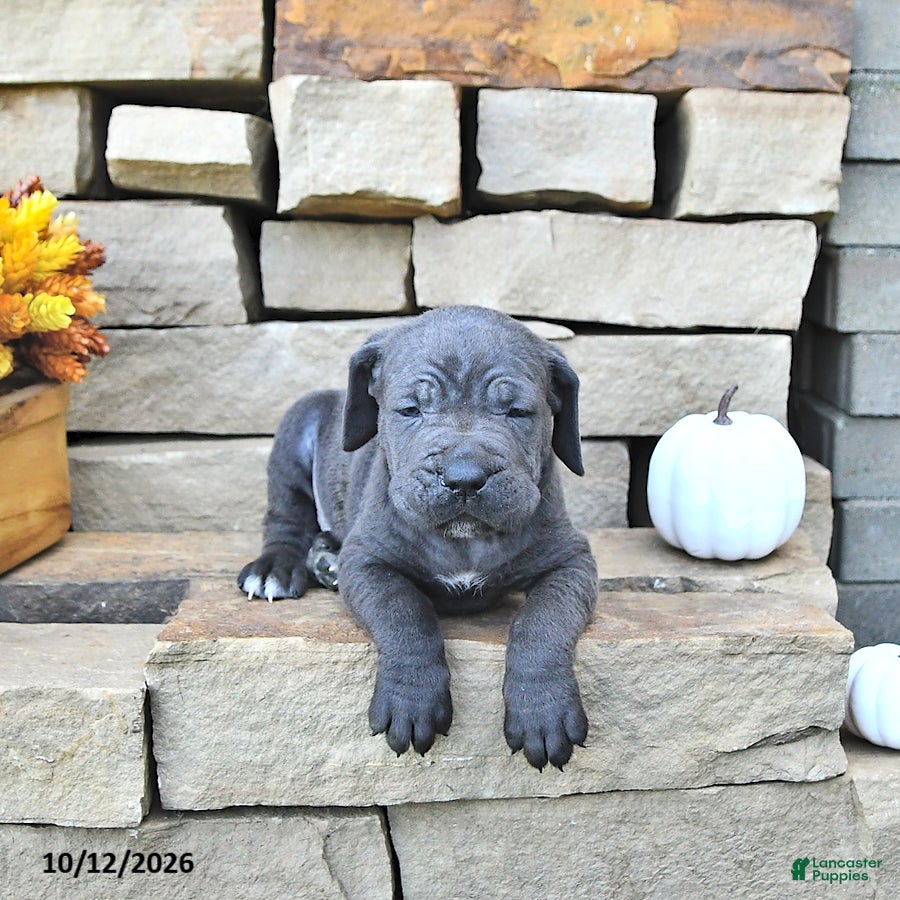 Cane Corso dogs Ace - Ad 2