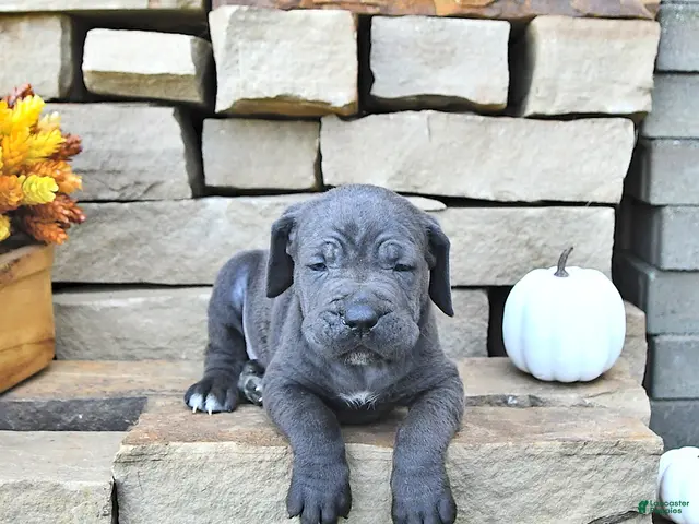 Cane Corso dogs for sale: Ace - Ad 2