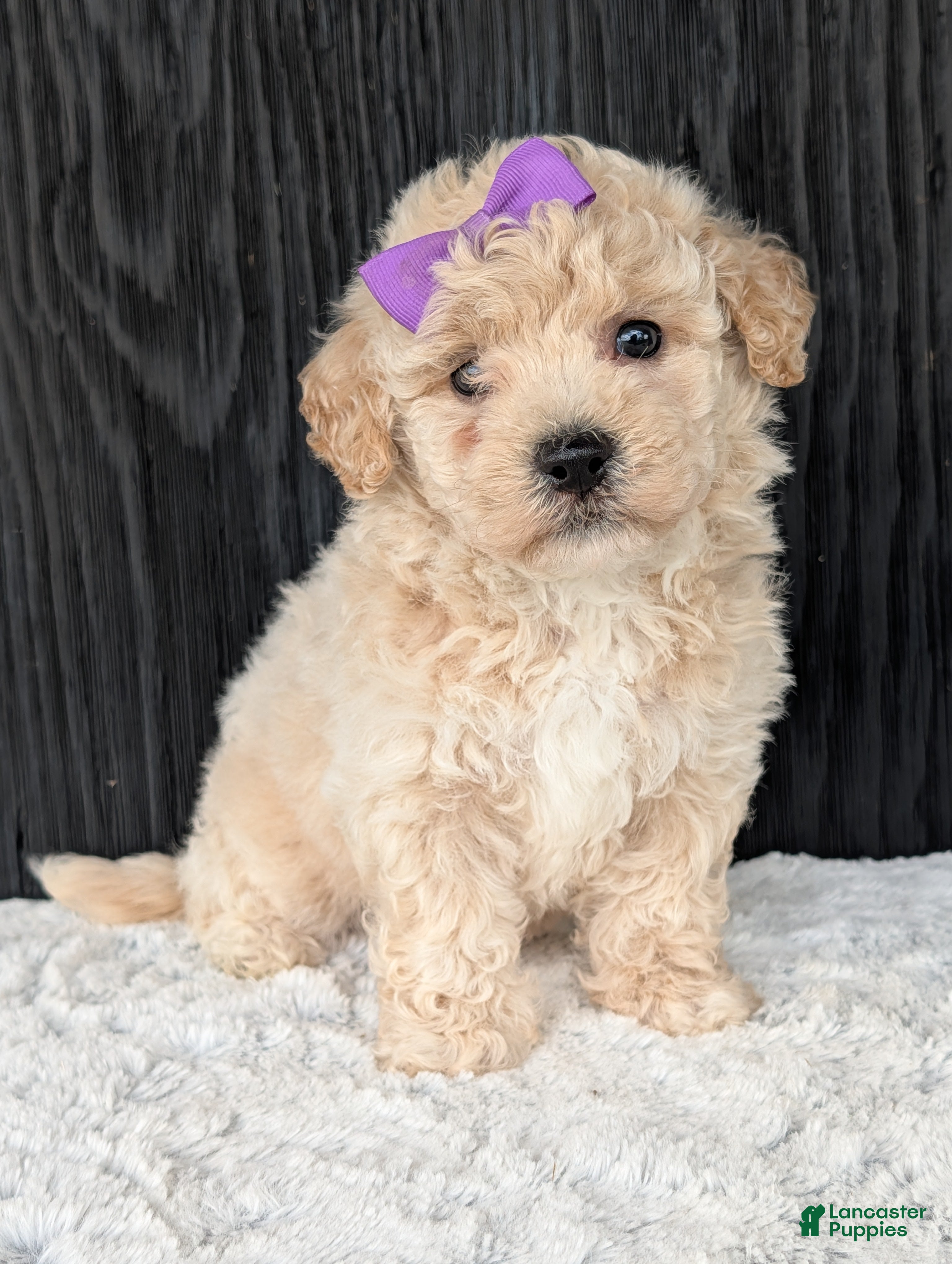 Bichpoo dogs Zoey - Ad 2