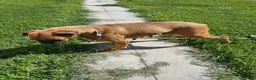 Boxer dogs for sale: Tootsie - Ad 4