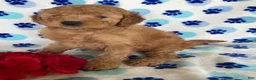 Mini Goldendoodle dogs for sale: Charlie - Ad 3