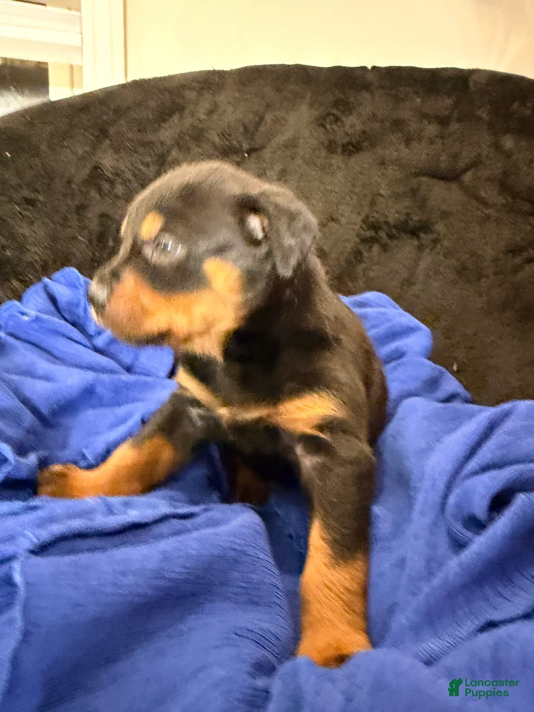 Rottweiler dogs for sale: Rottweiler Puppy 5 - Ad 3