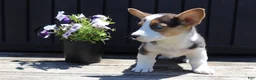 Welsh Corgi Pembroke dogs for sale: Silas - Ad 2