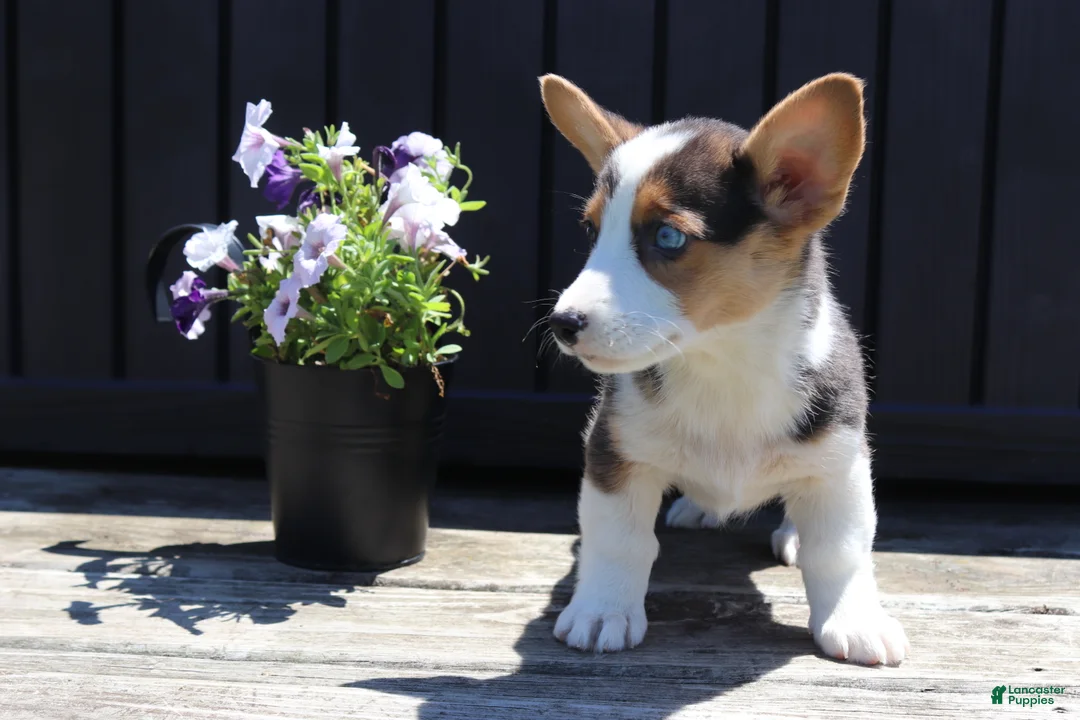 Welsh Corgi Pembroke dogs for sale: Silas - Ad 2