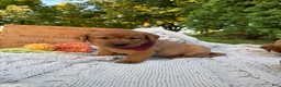Labrador Retriever dogs for sale: Honey - Ad 2