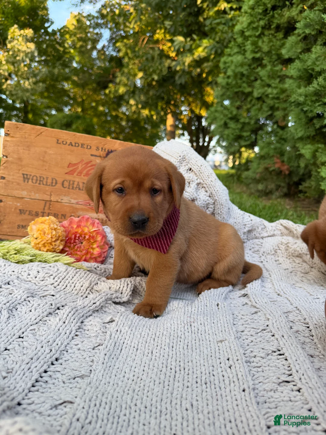 Labrador Retriever dogs for sale: Honey - Ad 2