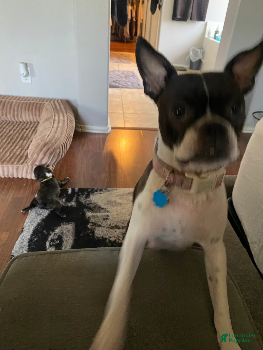 Boston Terrier dogs for sale: Boston Terrier 4 - Ad 2
