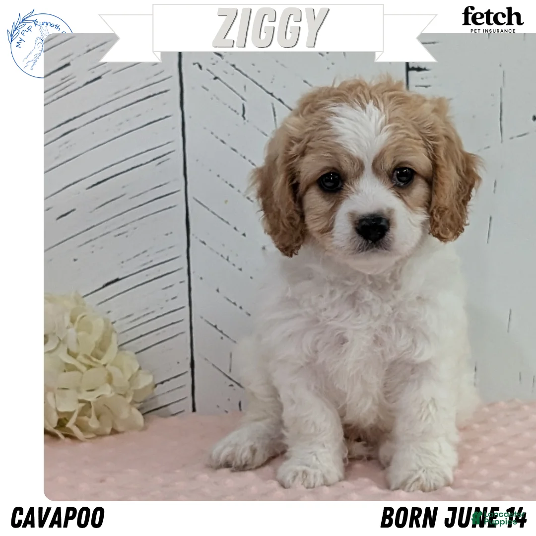 Cavapoo dogs for sale: Ziggy - Ad 1