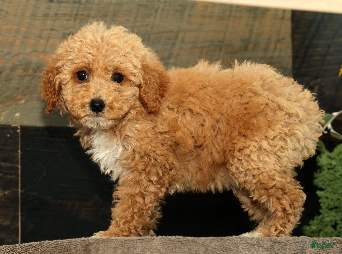 Miniature Poodle dogs Lizzy - Ad 2