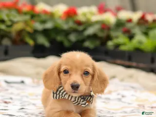 Miniature Dachshund dogs Hudson - Ad 14