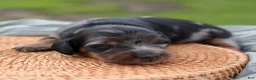 Miniature Dachshund dogs for sale: Daily Miniature Dachshund Puppy  - Ad 4