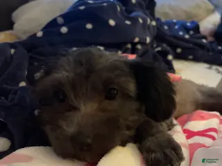 Mixed Breed dogs Mixed Breed Puppy 2 - Ad 25