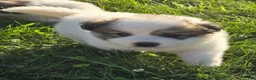 Great Pyrenees dogs for sale: Patrick - Ad 2