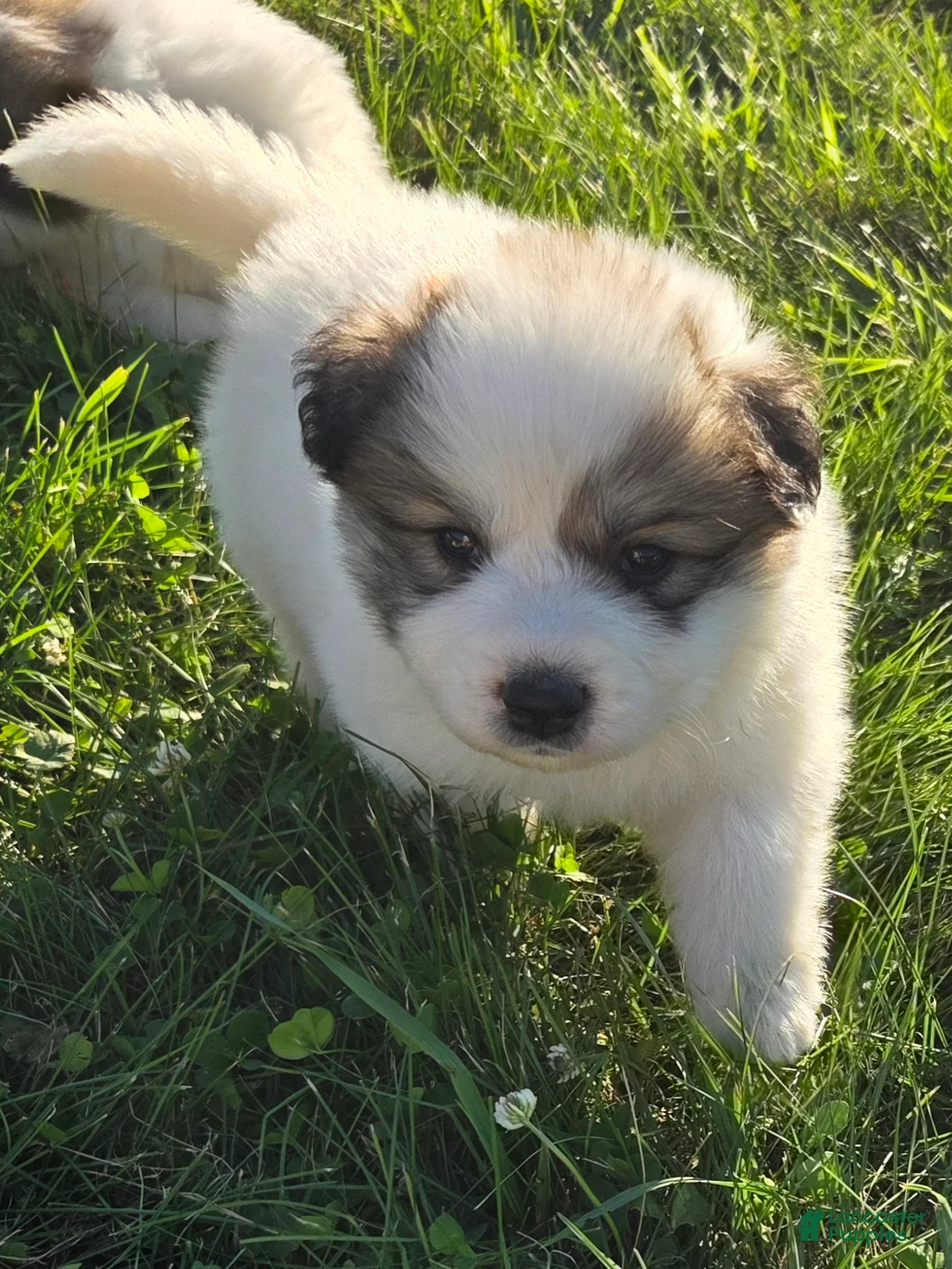 Great Pyrenees dogs for sale: Patrick - Ad 2