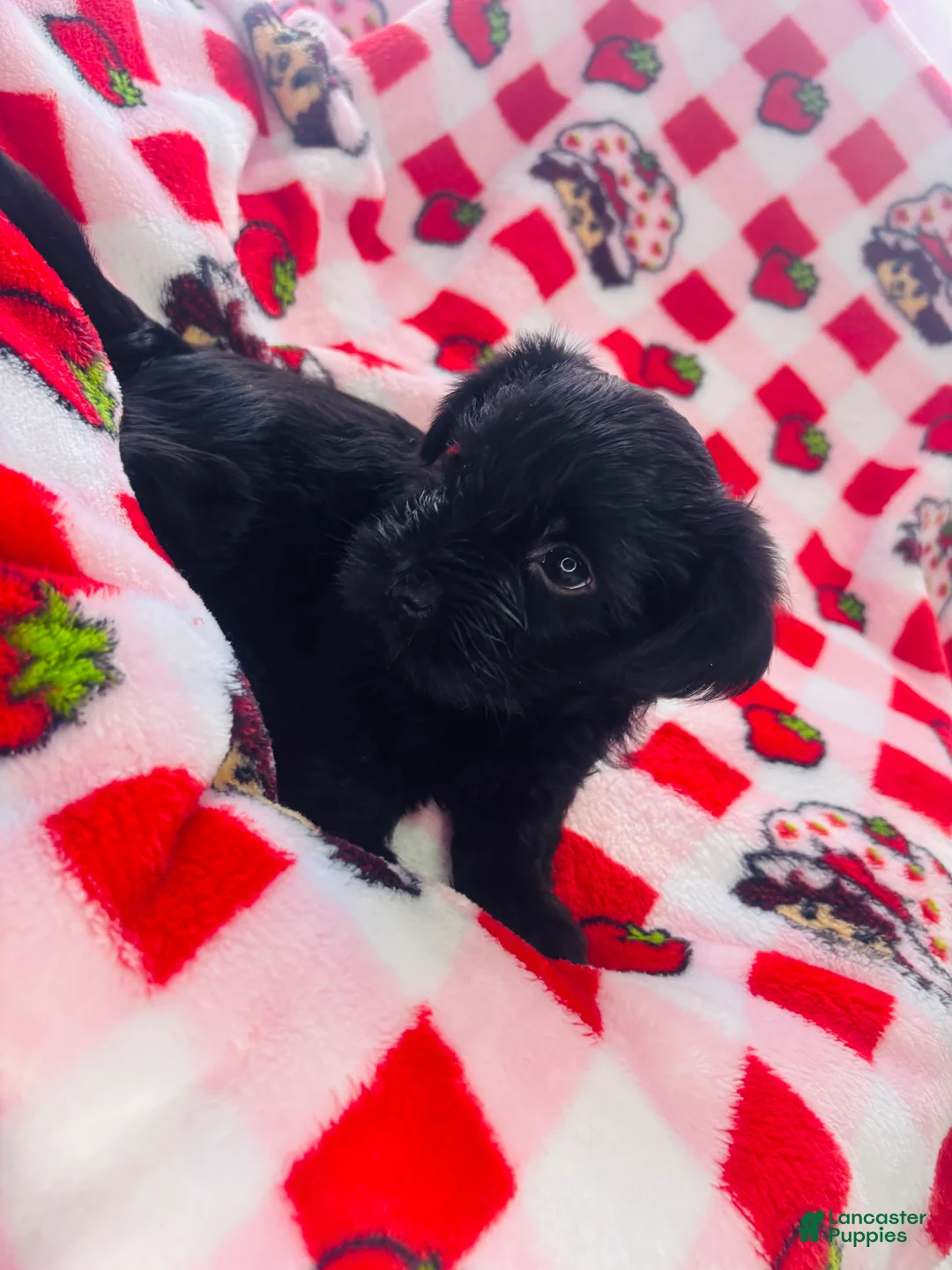 Yorkshire Terrier dogs for sale: Onyx - Ad 1