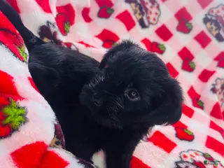 Yorkshire Terrier dogs Onyx - Ad 3